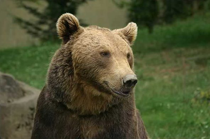Brown Bear in Transylvania