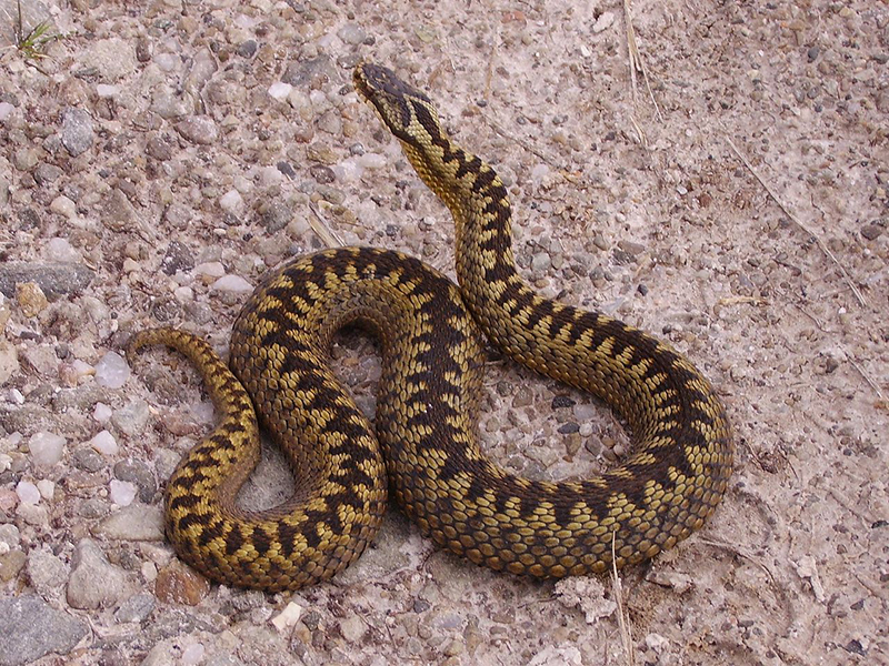 European Viper in Transylvania