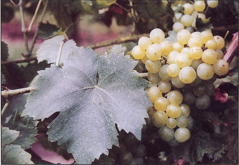 Muscat Ottonel grapes