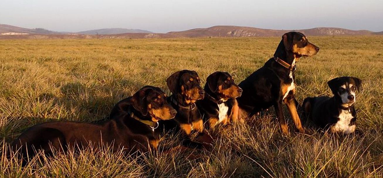Transylvanian Hound The Most Endangered Hungarian Dog Breed Transylvania Now