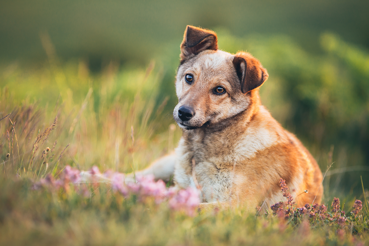 Dog in field 