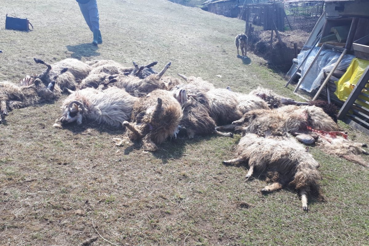 Slaughtered sheep