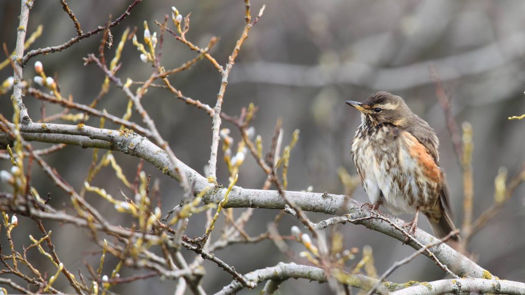 Birds in Transylvania 