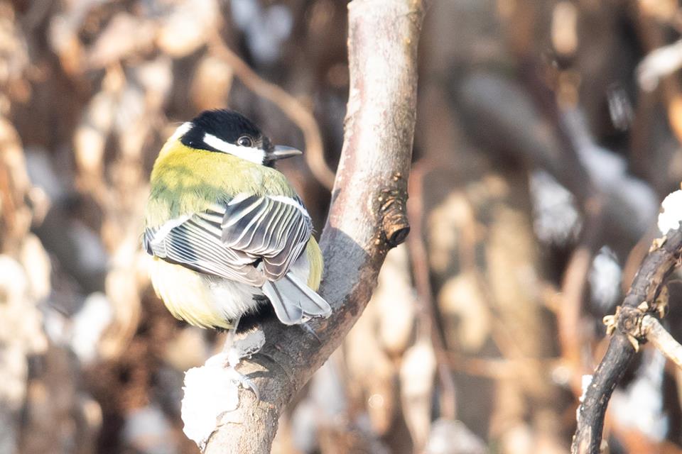 Bird on branch 