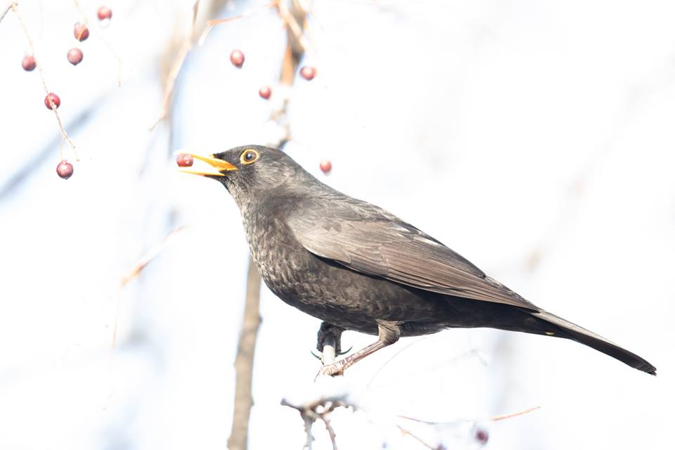 Bird with Berry