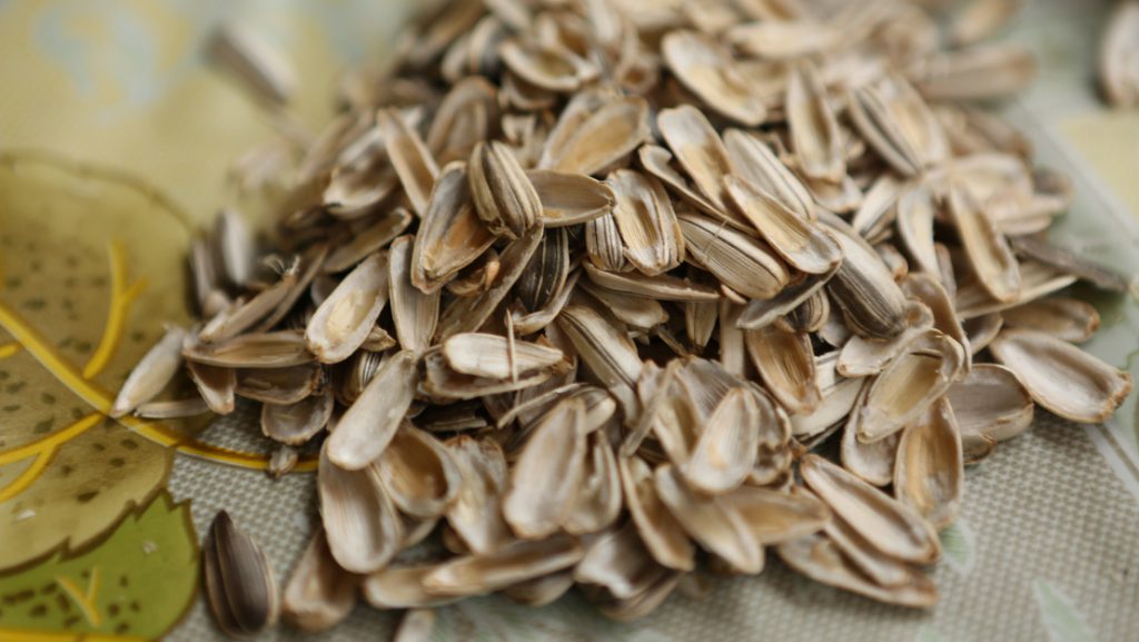 Sunflower seed shells