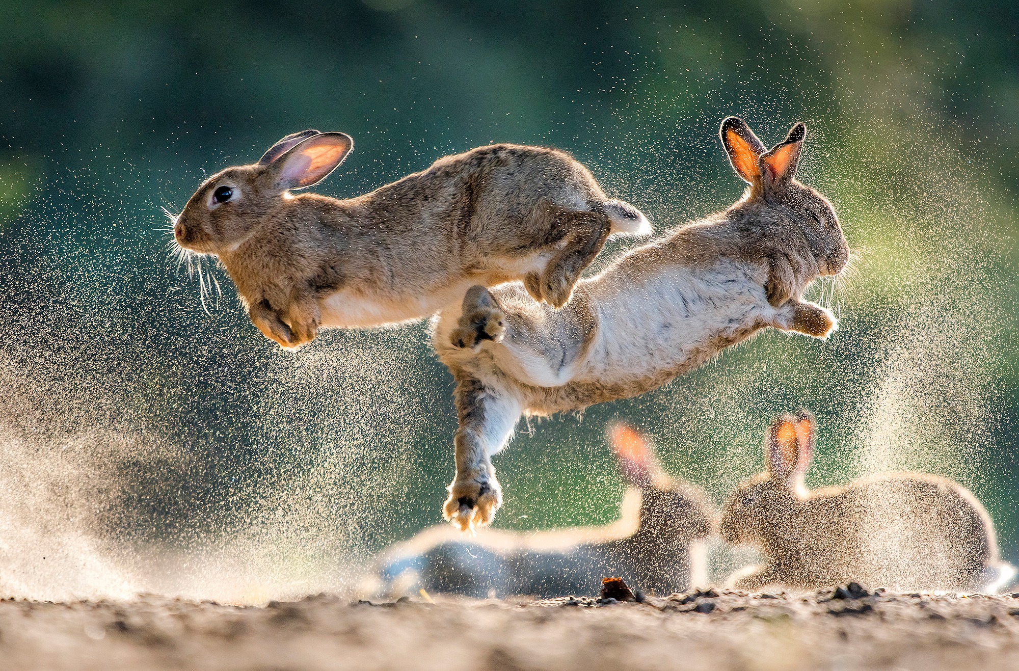 Nature photography of rabbit