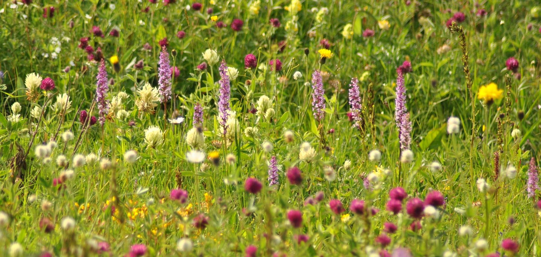 Species-rich hay meadows