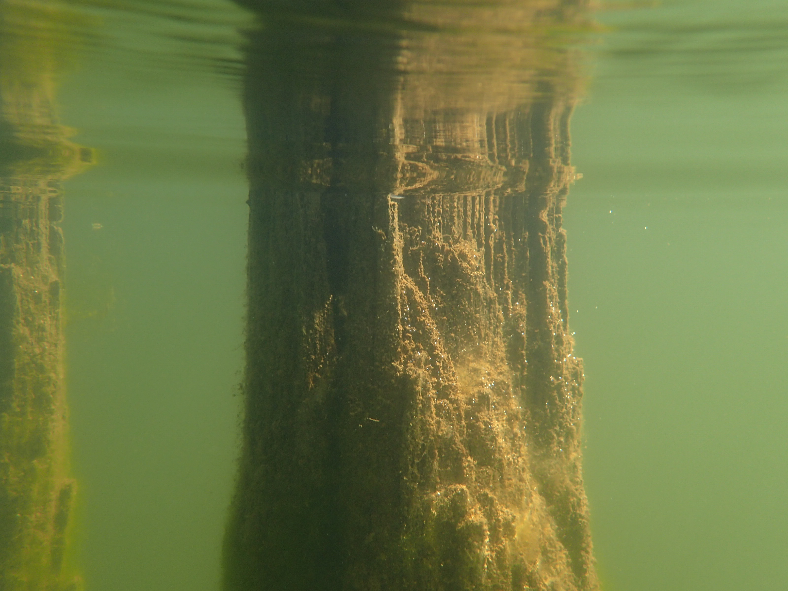 Underwater tree trunks