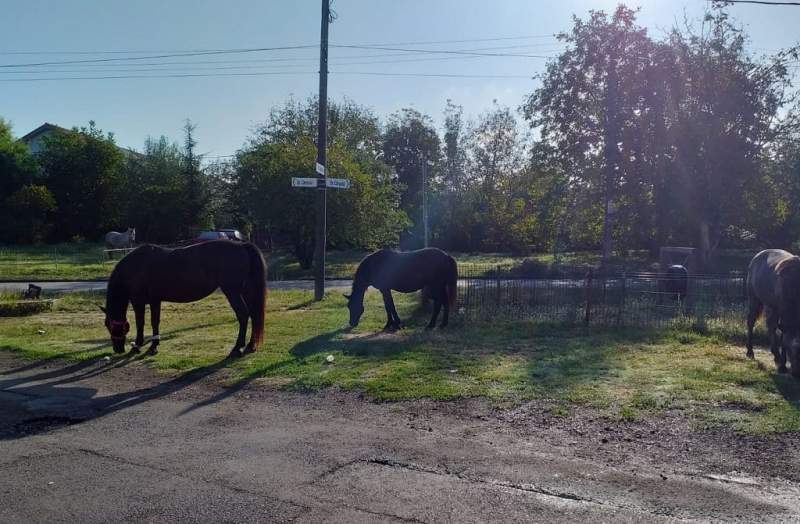 Horses in Temesvár