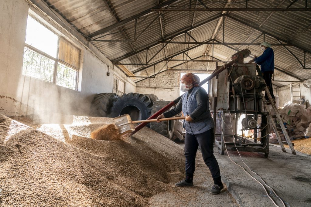 Romanian farmers process grain