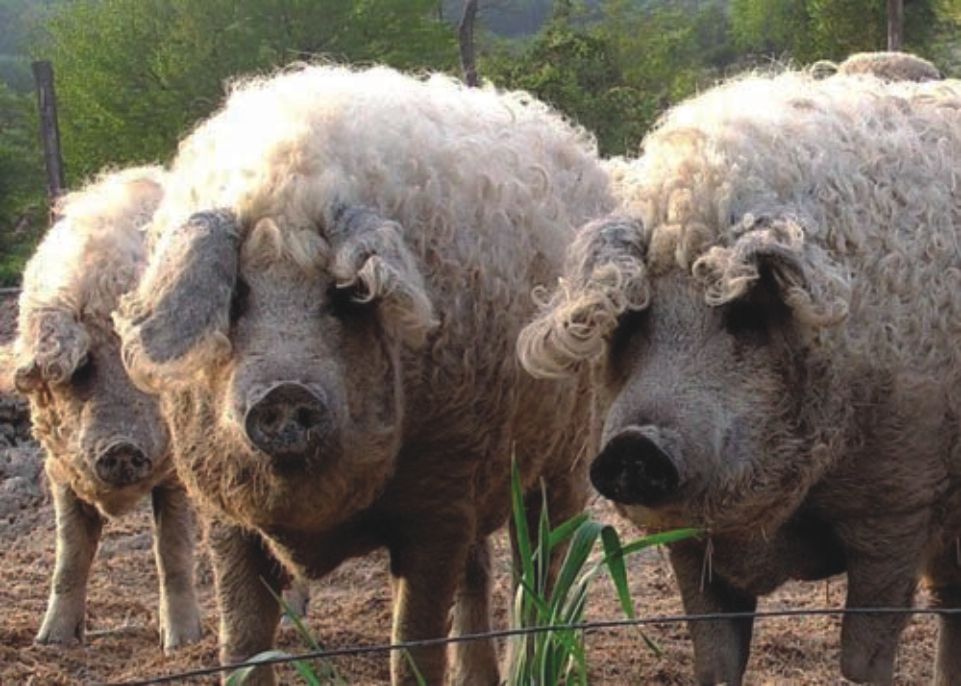 Hungarian breed of domestic pig