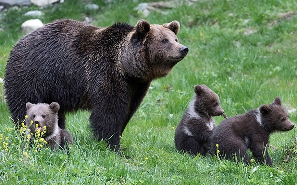 Romanian Bears