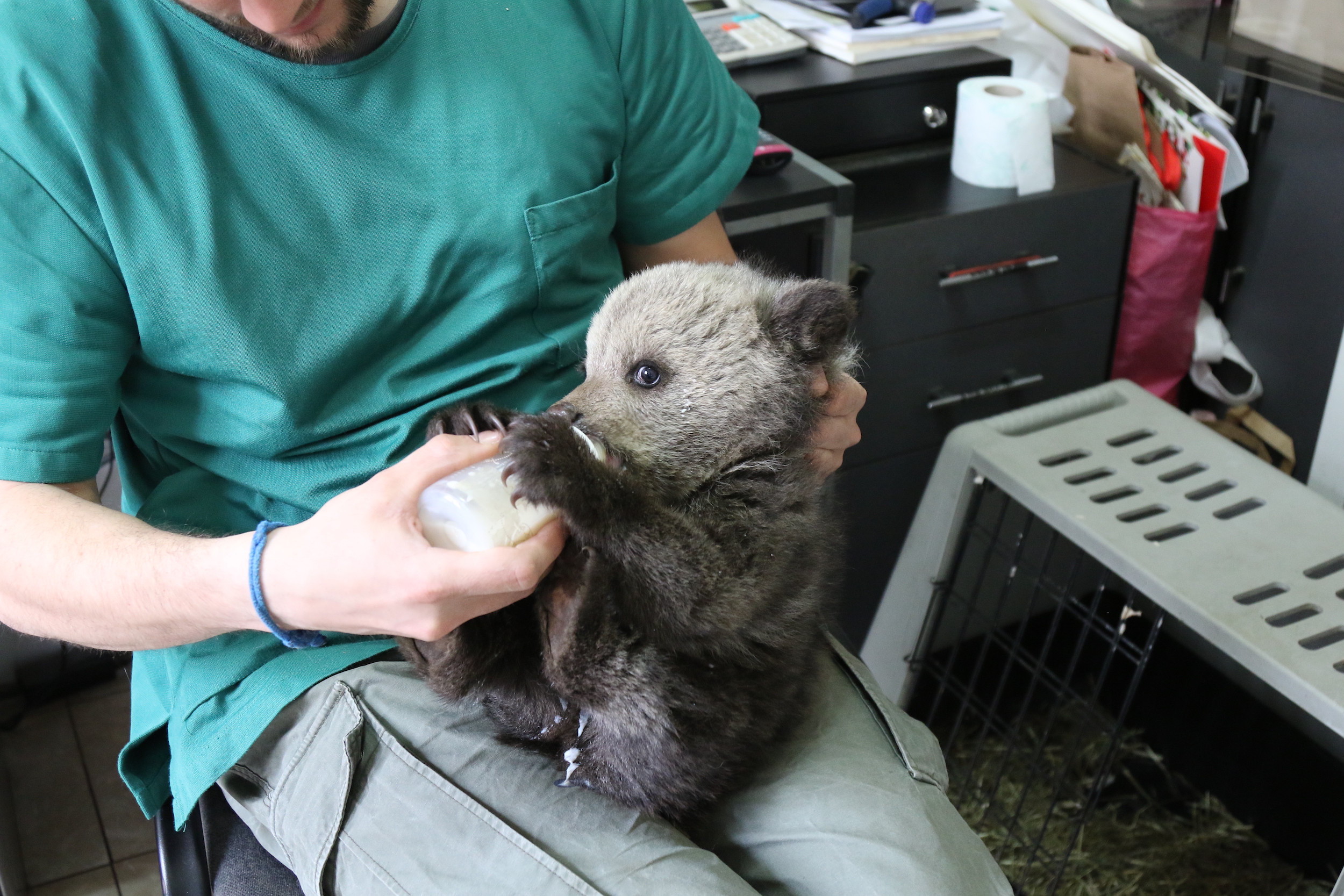 Brown bear cub