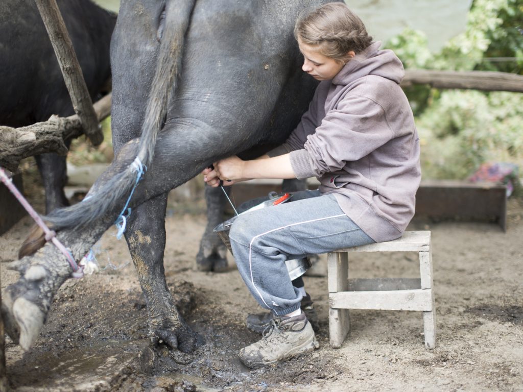 Girl milking a buffalo