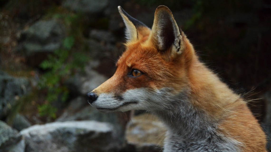 Fox in Transylvania 