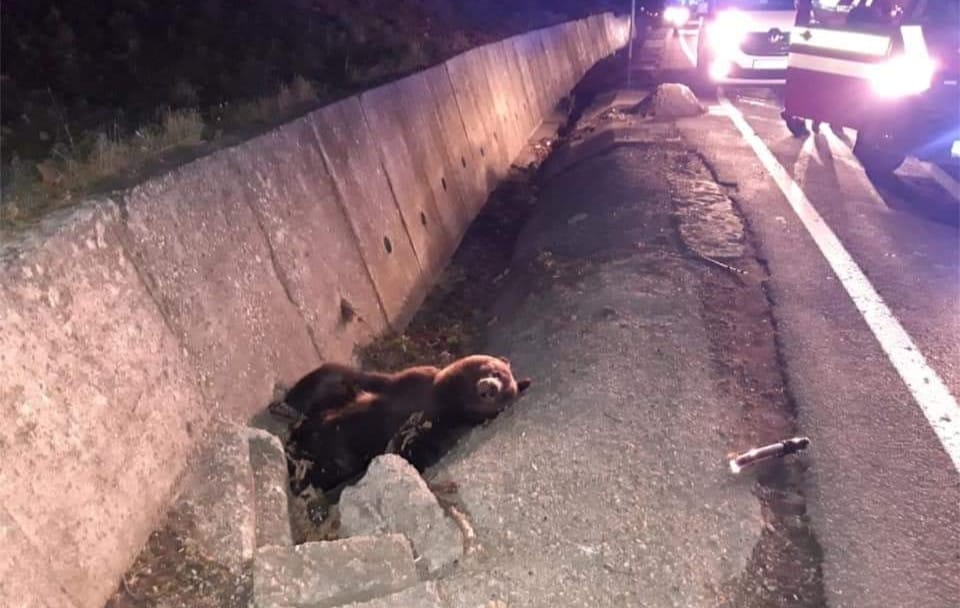 Cub hit by a car