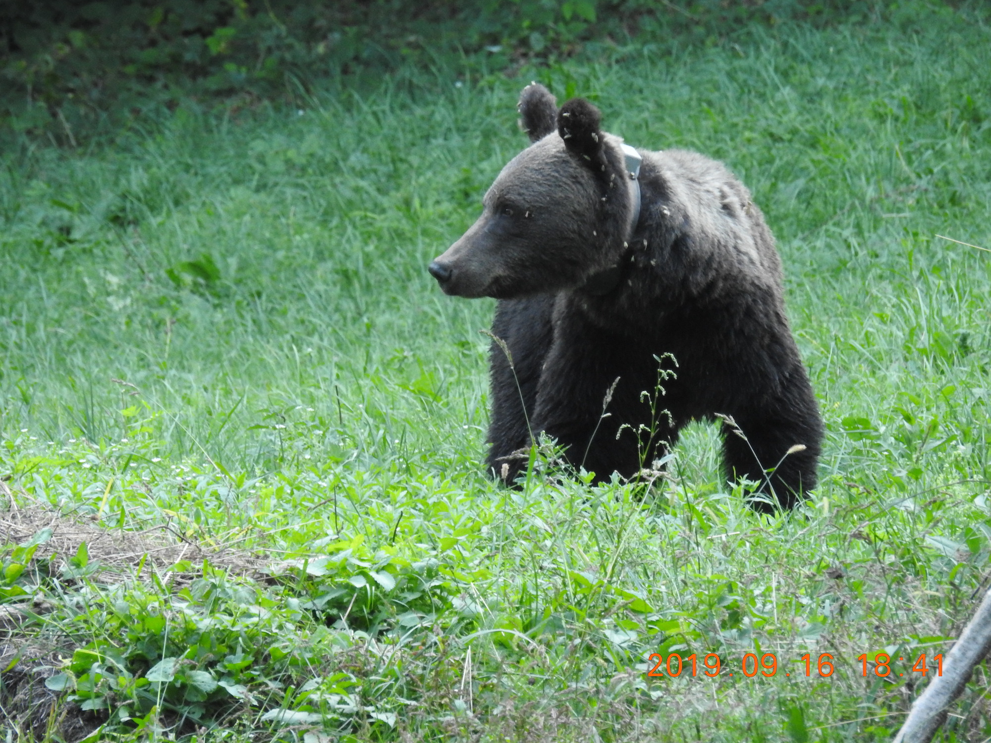 Young male bear