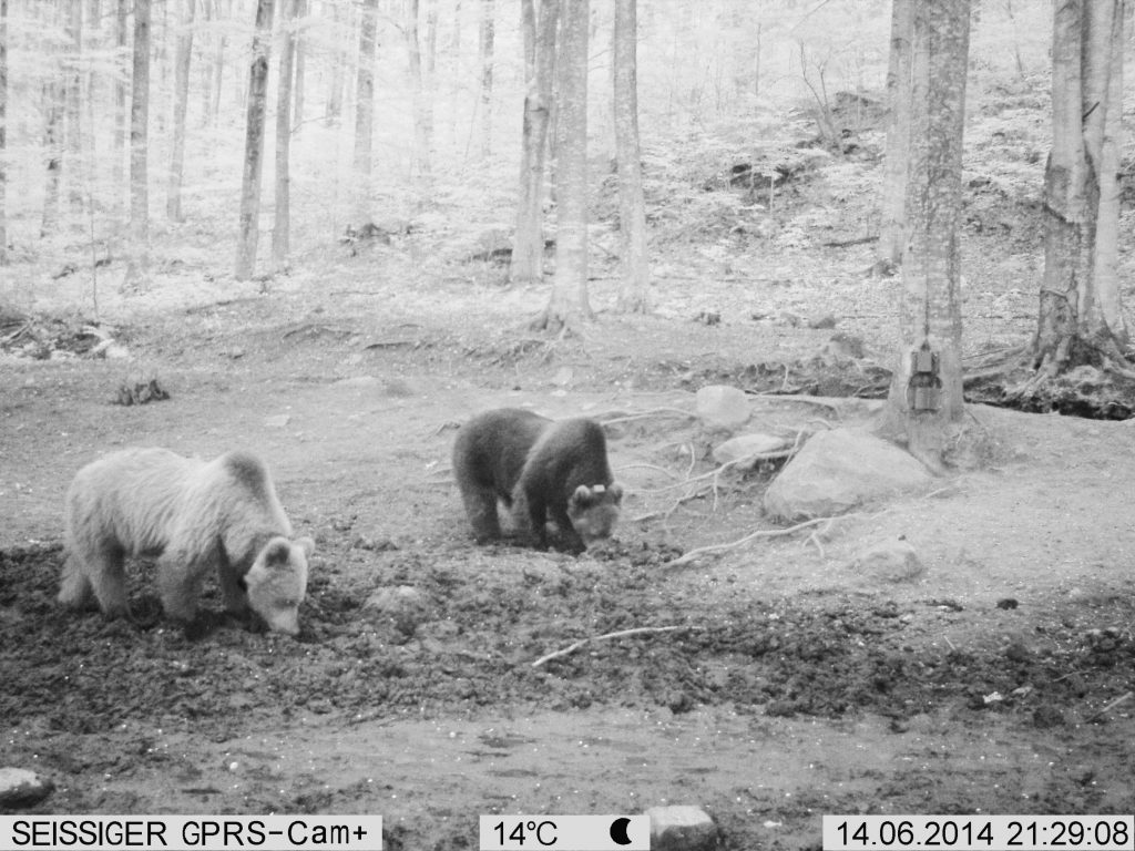 Collared adult female bear