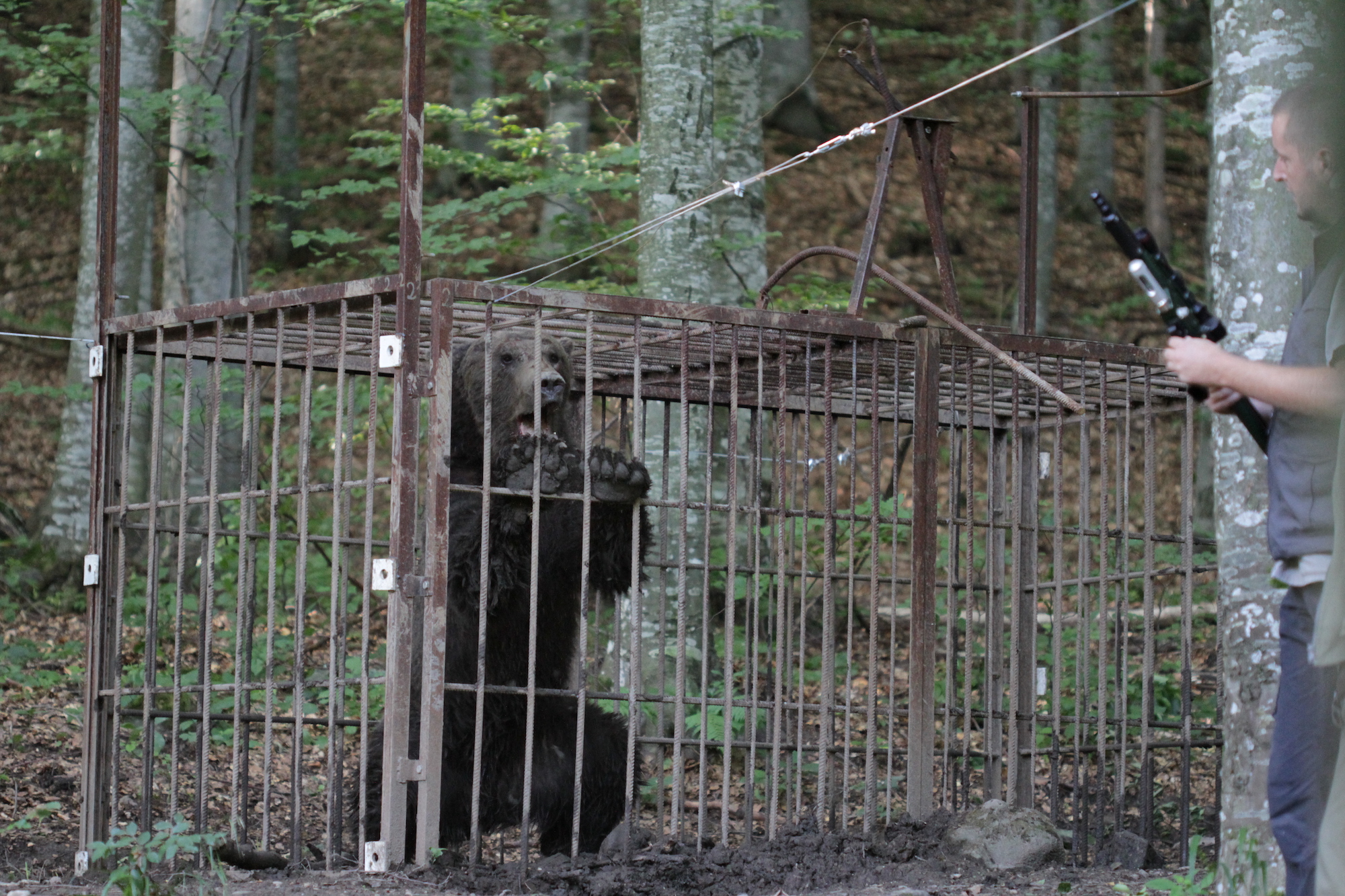 Adult male bear