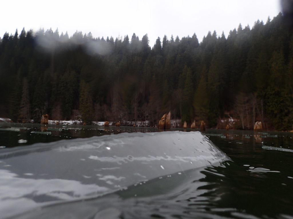 Underwater forest of Red Lake