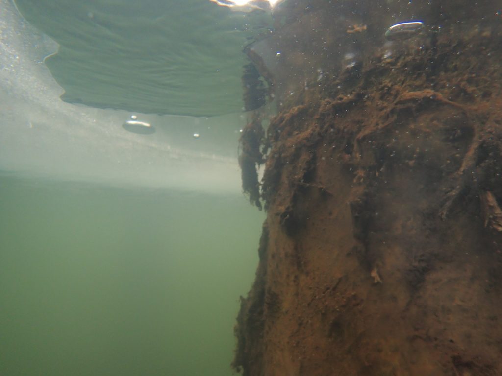 Underwater tree