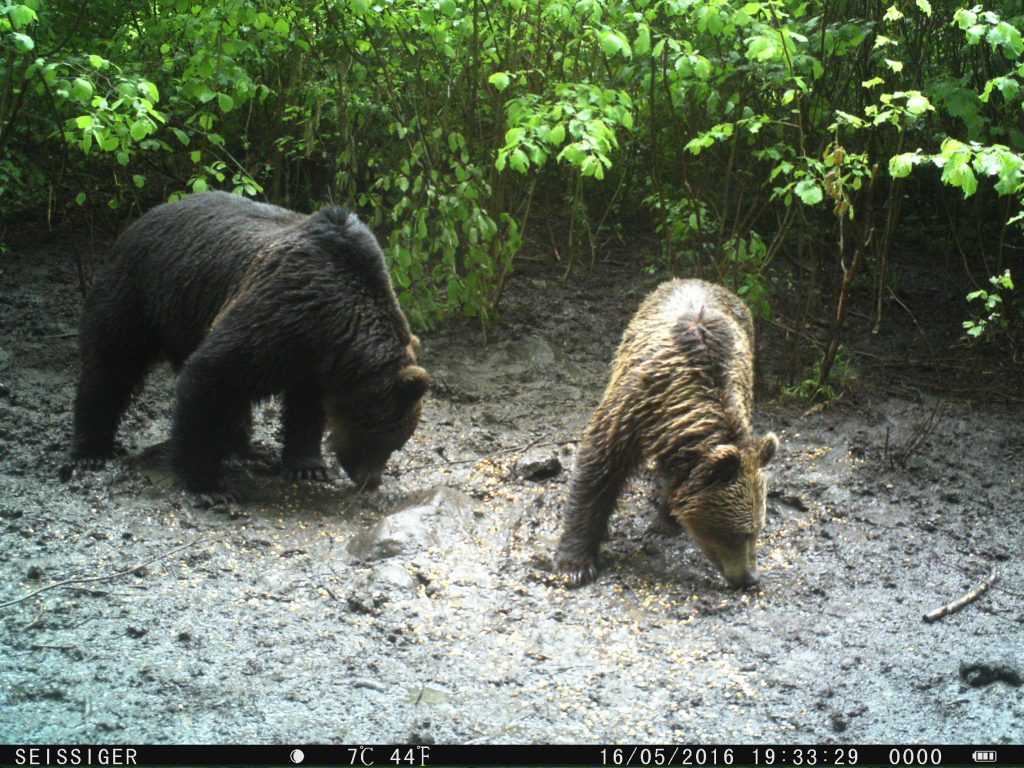 Bear footage