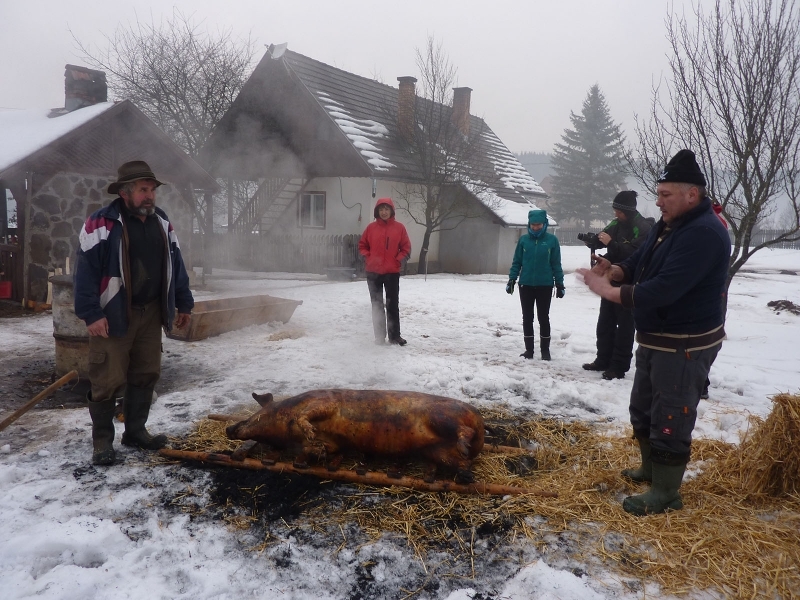 Transylvanian pig slaughter