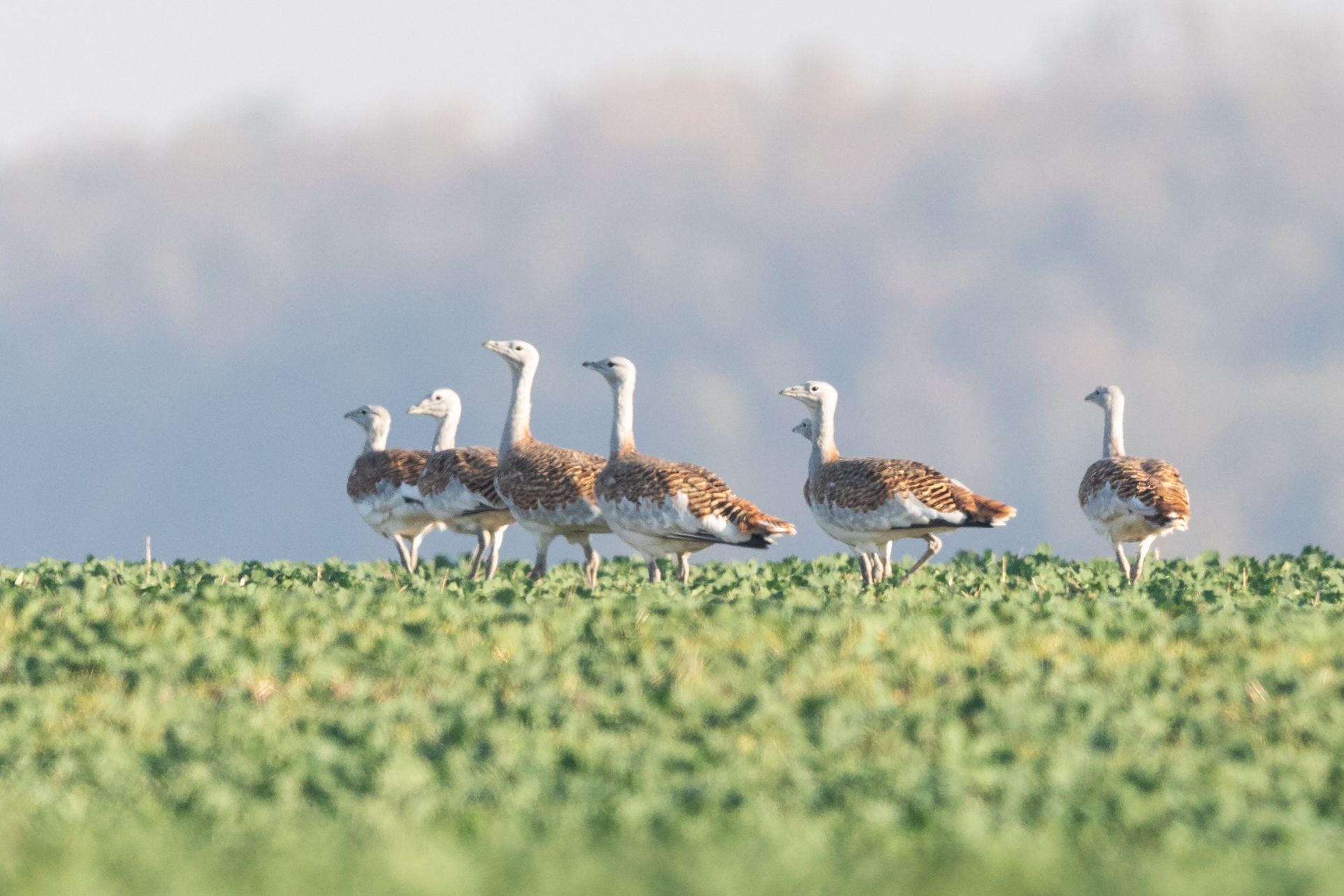 Great Bustard 