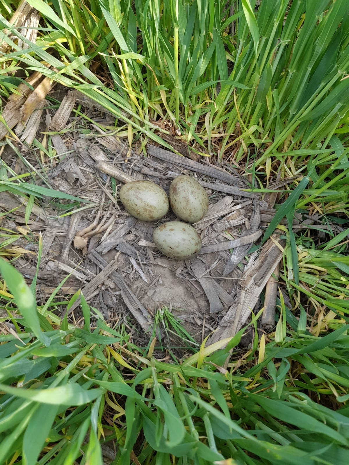 Bustard nest