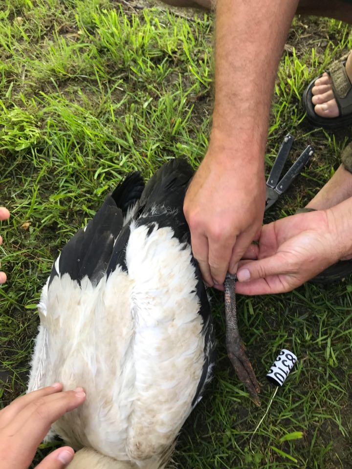 Stork being tagged