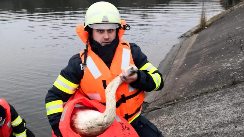 Swan floating on trash rescued by firefighters - Transylvania Now
