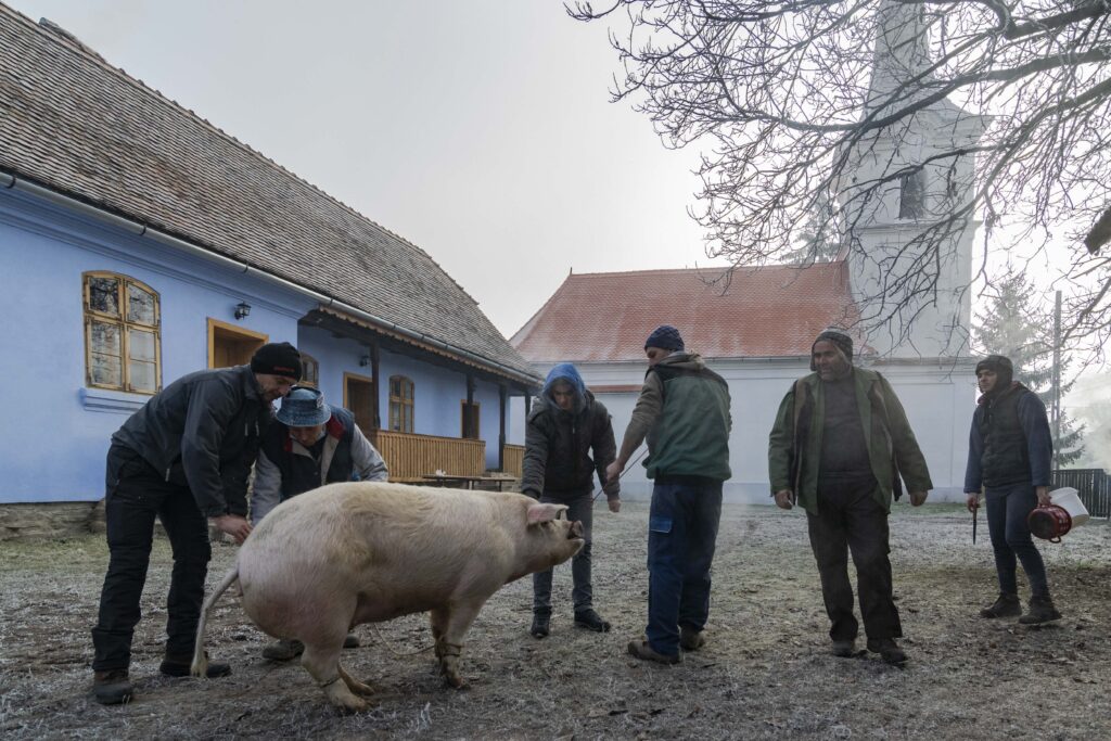 Pig in Transylvania 